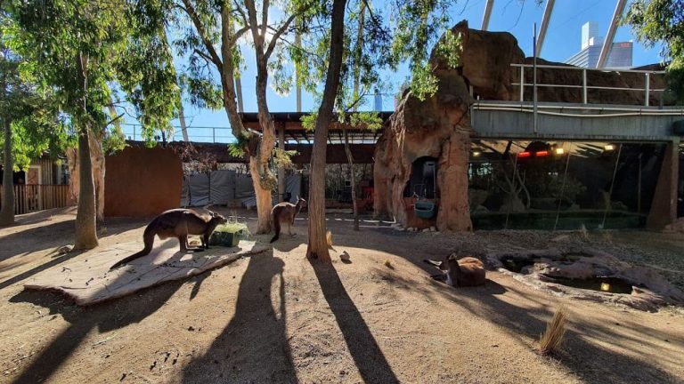 wild life sydney zoo vs taronga zoo